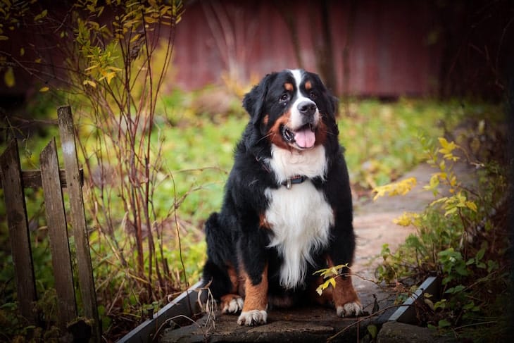 Photo of Bernese Mountain Dog Sitting in the Woods | Bernese Mountain Dog Price