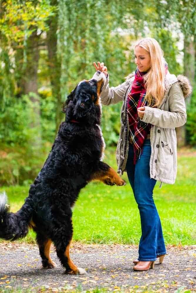 Photo of Girl Playing with her Bernese Mountain Dog in the Park