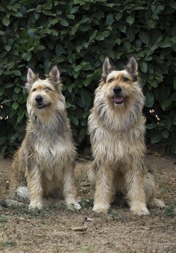 Two Berger Picard Dogs sitting upright. 