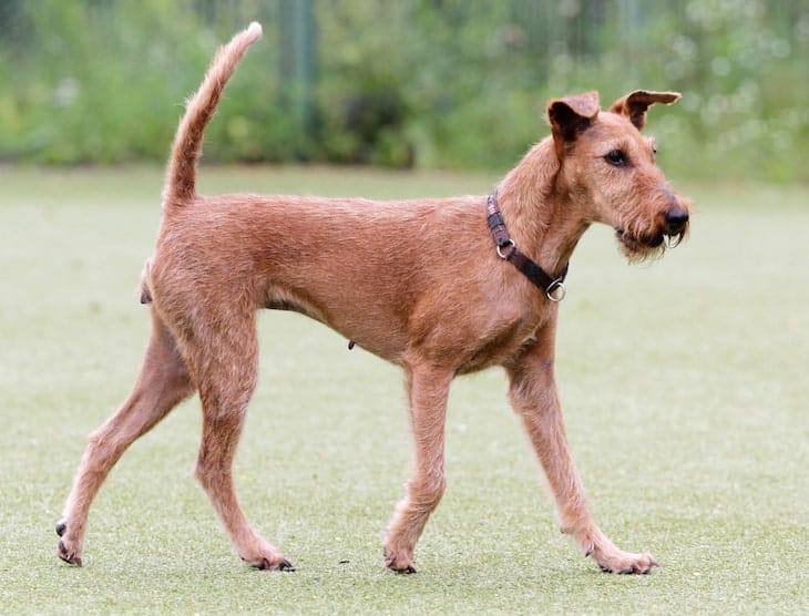 Photo of an Irish Terrier Dog Outside | Lively Irish Terrier Temperament