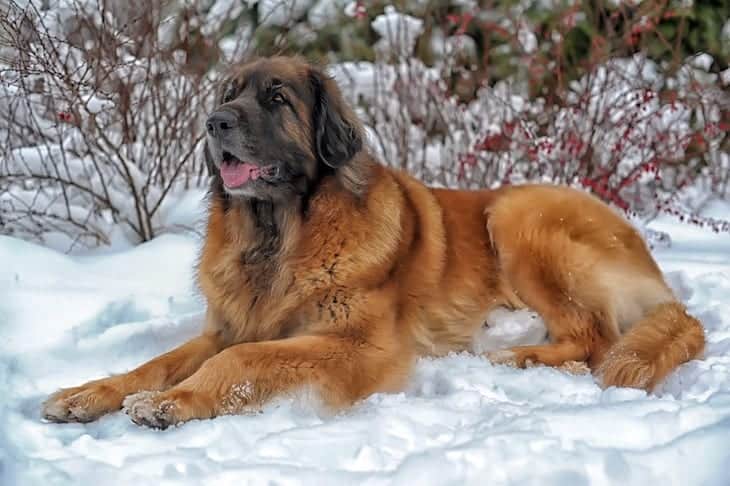 Majestic Leonberger Dog Resting in Snow | DogTemperament.com