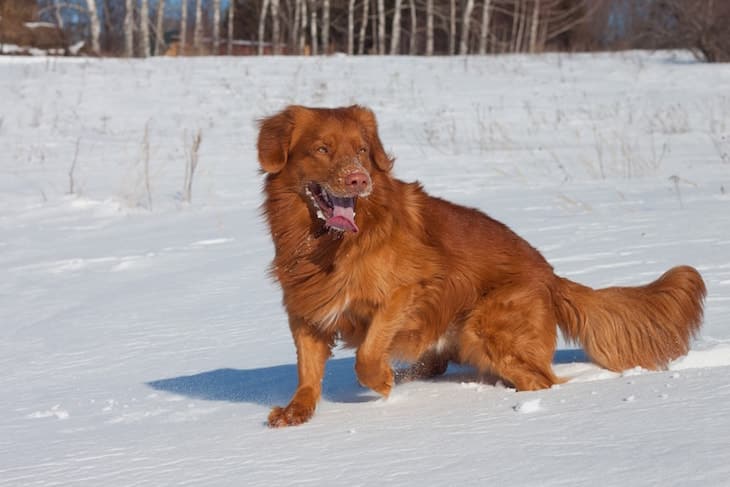 Nova Scotia Duck Tolling Retriever Playing in Snow |DogTemperament.com