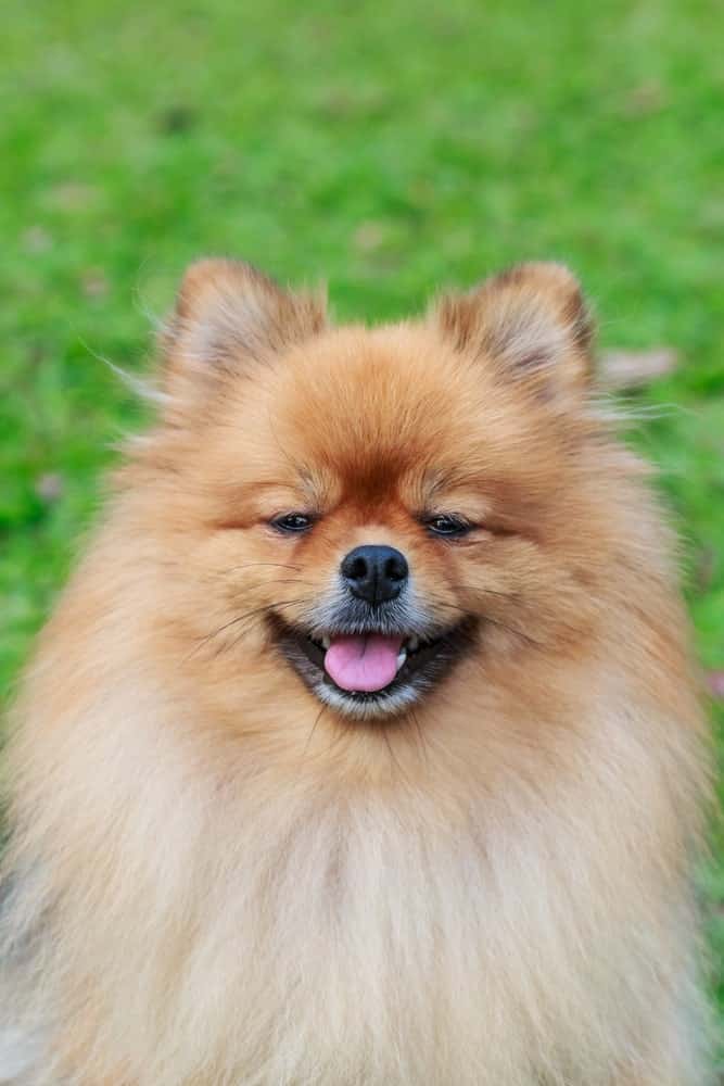 Photo of A Pomeranian Dog