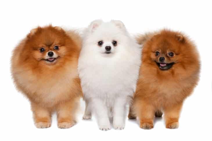 Photo of 2 Brown and a White Pomeranian Dogs