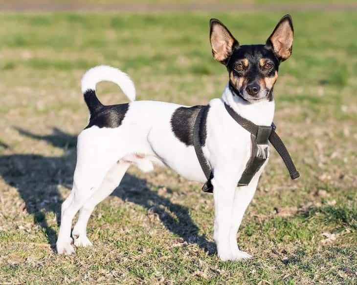 Photo of an Alert Rat Terrier Outside