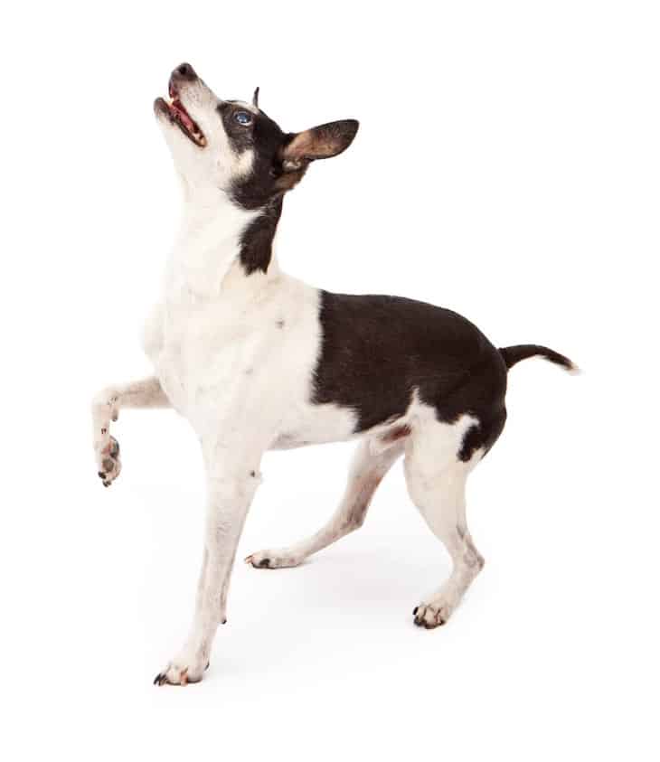 Rat Terrier Showing of Its Lively Temperament