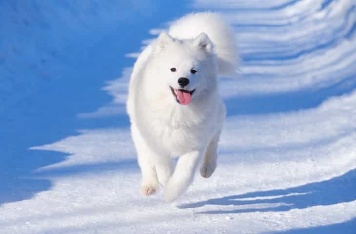 Photo of Samoyed Dog Running in Snow