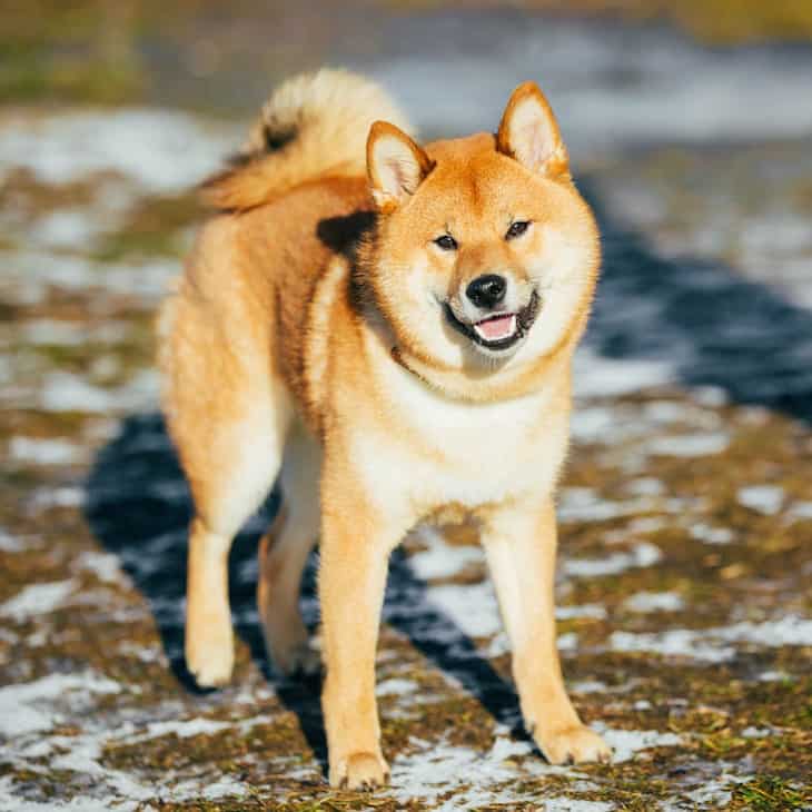 Photo of Shiba Inu on Snowny Pavement