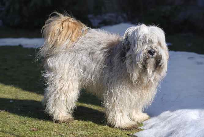 Photo of Tibetan Terrier In Grass And Half Snow