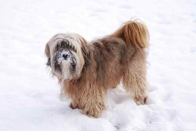 Photo of Tibetan Terrier In Snow