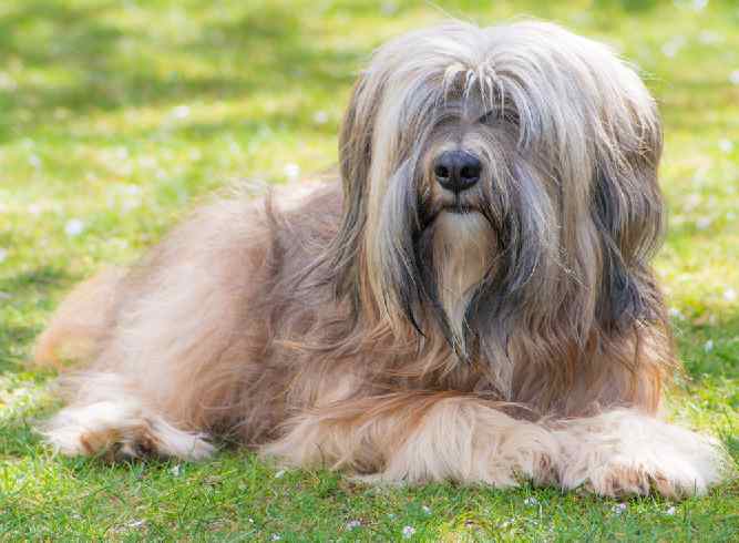 Photo of Tibetan Terrier Lying Outdoors