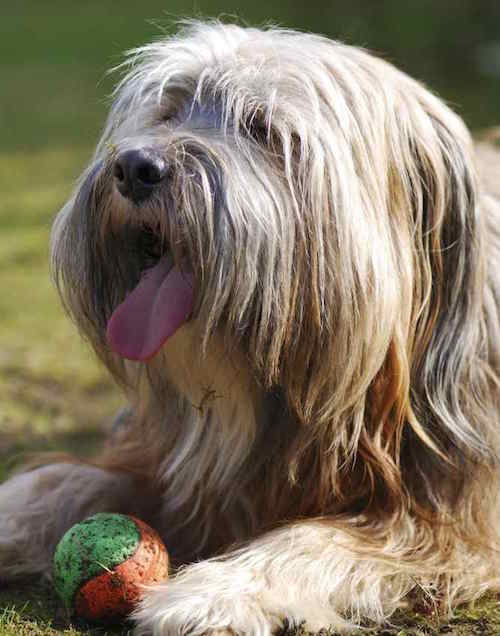 Photo of Tibetan Terrier With Ball