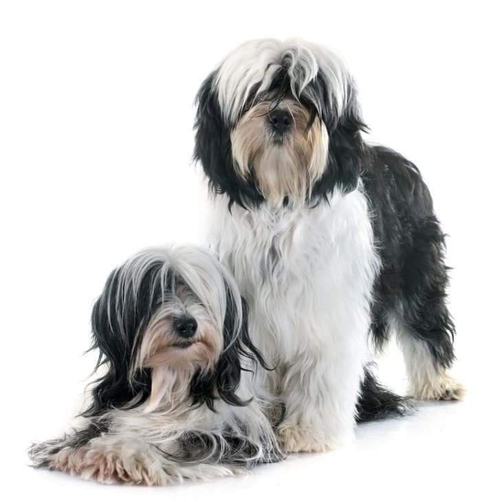 how big do tibetan terriers grow