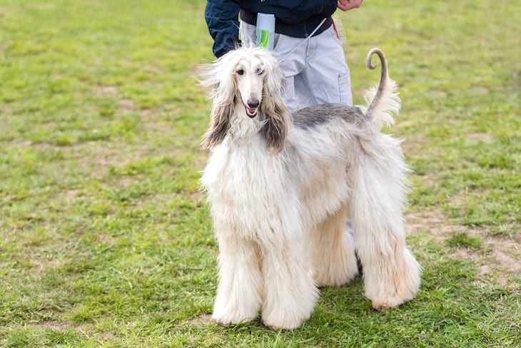 Afghan Hound Standing Field with Trainer