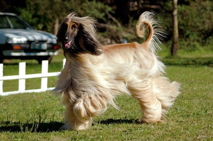 Friendly Afghan Hound Outdoors in Field
