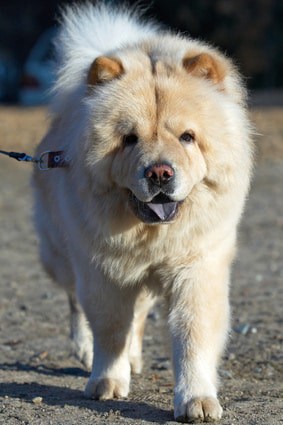 White Chow Chow Dog  | www.dogtemperament.com/chow-chow-price-cost
