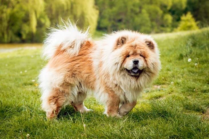 Chow Chow Dog  Outdoors on Lawn | www.dogtemperament.com/chow-chow-price-cost