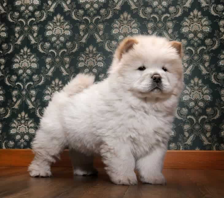 White Chow Chow Puppy indoors  | www.dogtemperament.com/chow-chow-price-cost