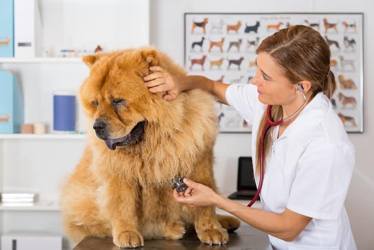 Brown Chow Chow Being Attending to By Vet | www.dogtemperament.com/chow-chow-price-cost