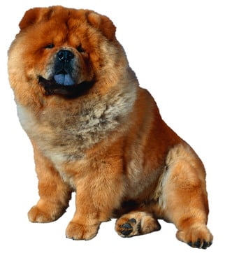 Red Chow Chow  Sitting | www.dogtemperament.com/chow-chow-price-cost