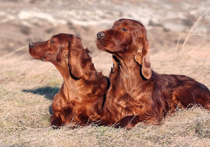 Two Irish Setters sitting Outdoors in Field | DogTemperament.com