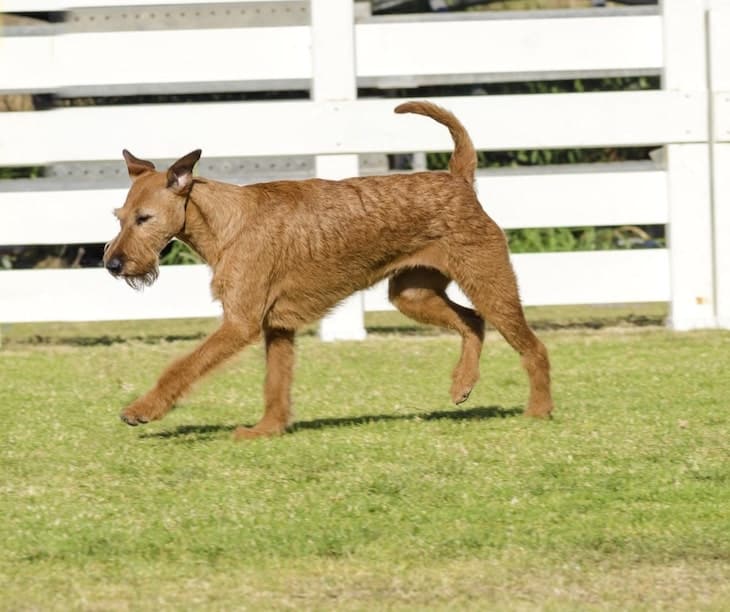 Photo of an Irish Terrier Dog Outside In Fenced Yard