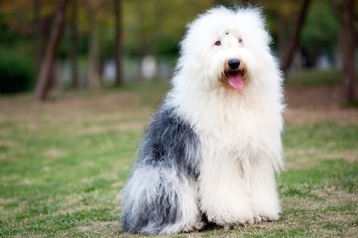 Calm Old English Sheepdog  Sitting Gently Outdoor in Field