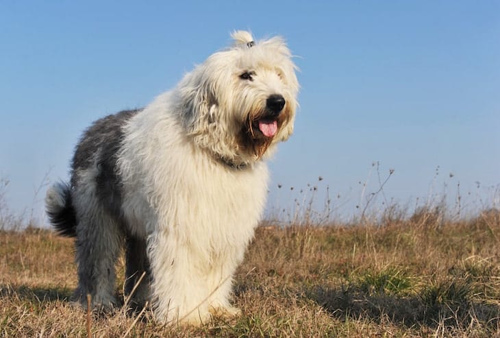 Watchful Old English Sheepdog  in Field