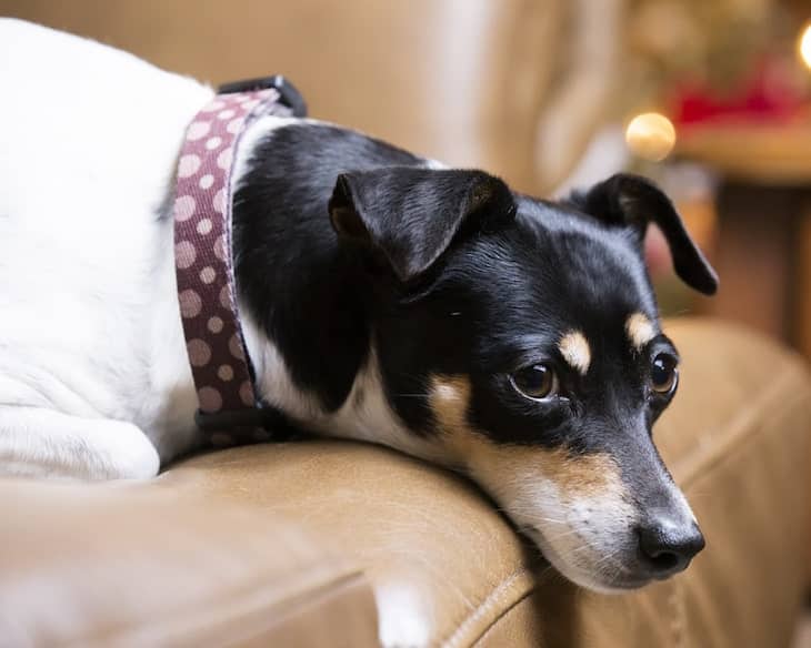 Photo of Rat Terrier Resting on Sofa | Affectionate Temperament