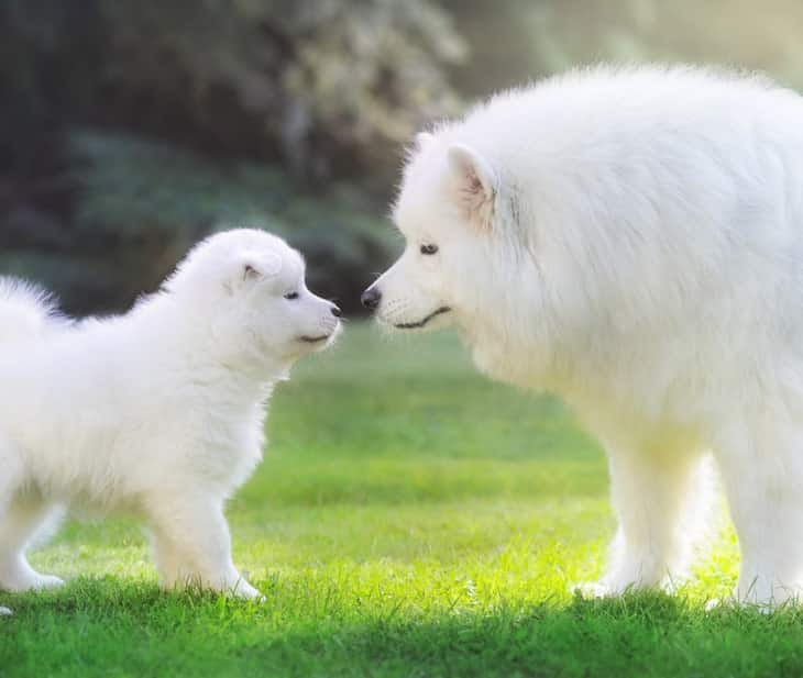 Photo of a Samoyed Adult Dog and Pup