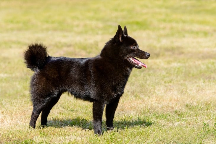 Schipperke Dog in a field  | DogTemperament.com