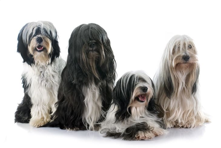 Pack of 4 Tibetan Terrier Dogs | DogTemperament.com