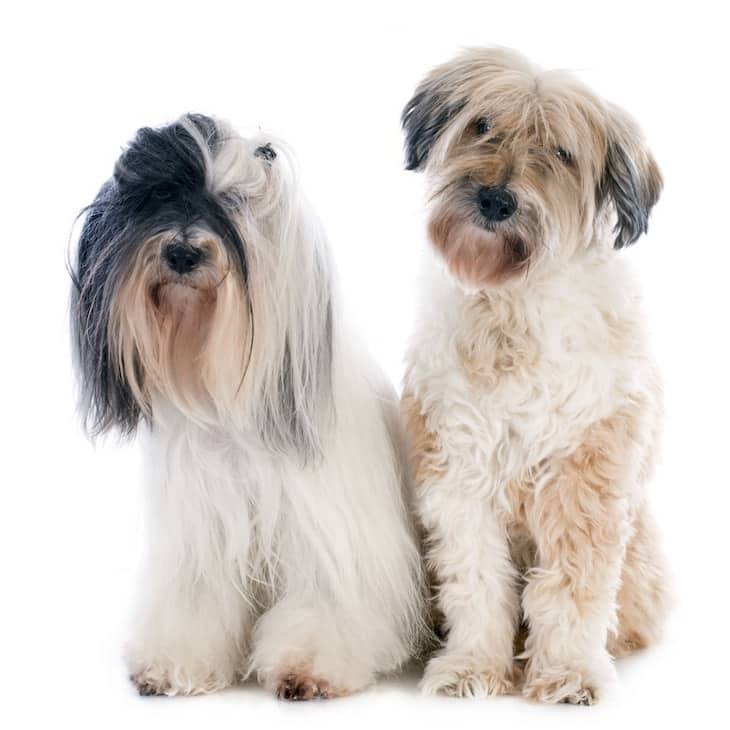 Two Adorable Tibetan Terrier Dogs SittingNext To Each Other | DogTemperament.com