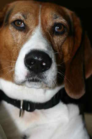 Photo of Treeing Walker Coonhound Portrait | Dog Temperament
