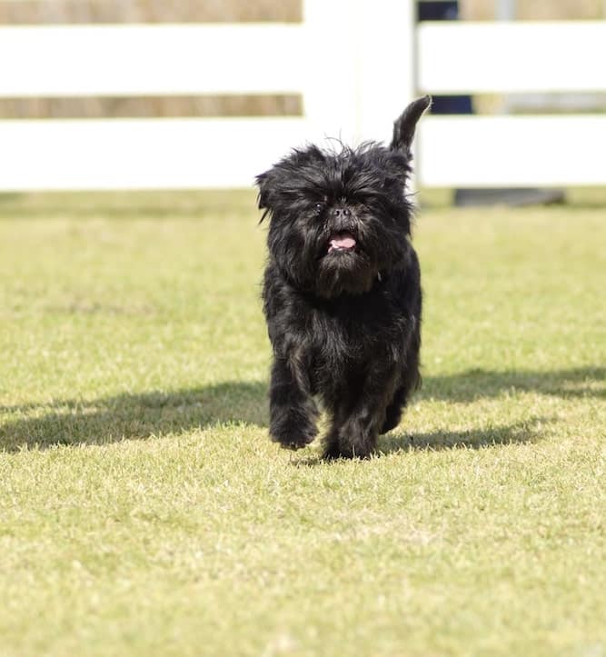 Photo of Affenpinscher Dog Running in Park