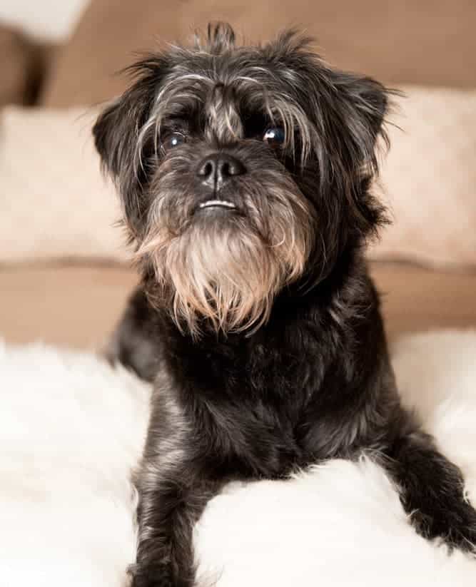 Photo of Affenpinscher Dog