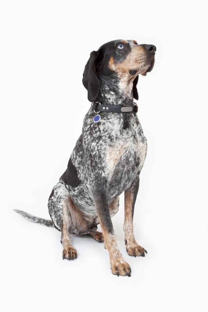Bluetick Coonhound Sitting Upright for Photo