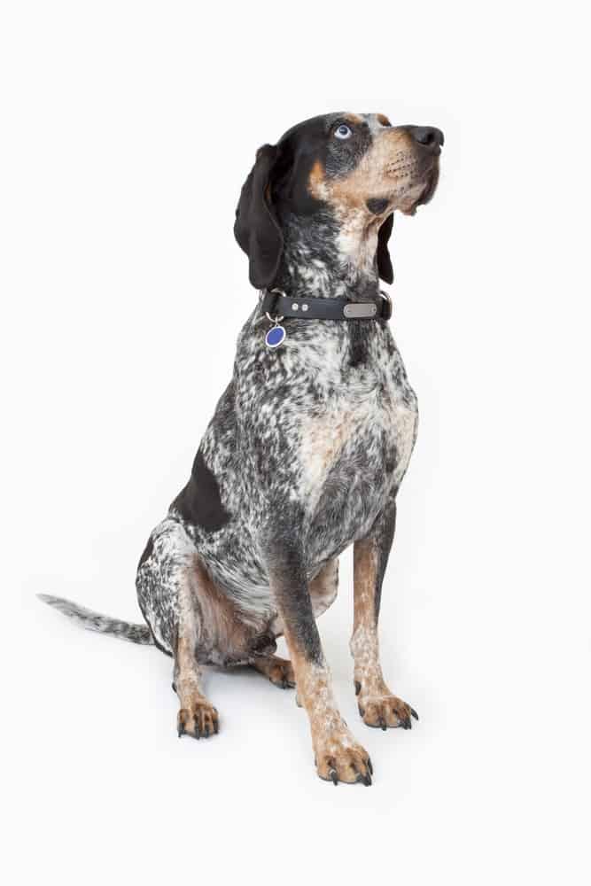 are bluetick coonhounds good pets