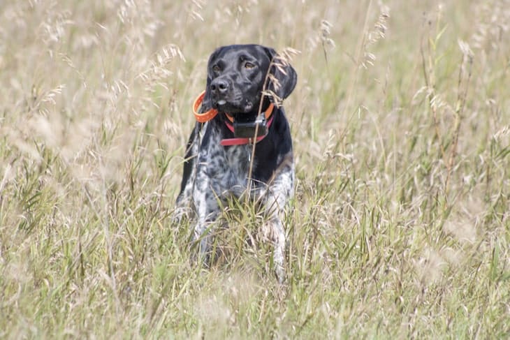 A Bluetick Coonhound In Tall Grass Field