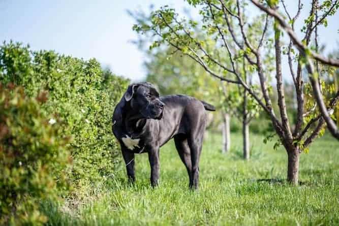 Photo of a Black Boerboel Dog in Garden