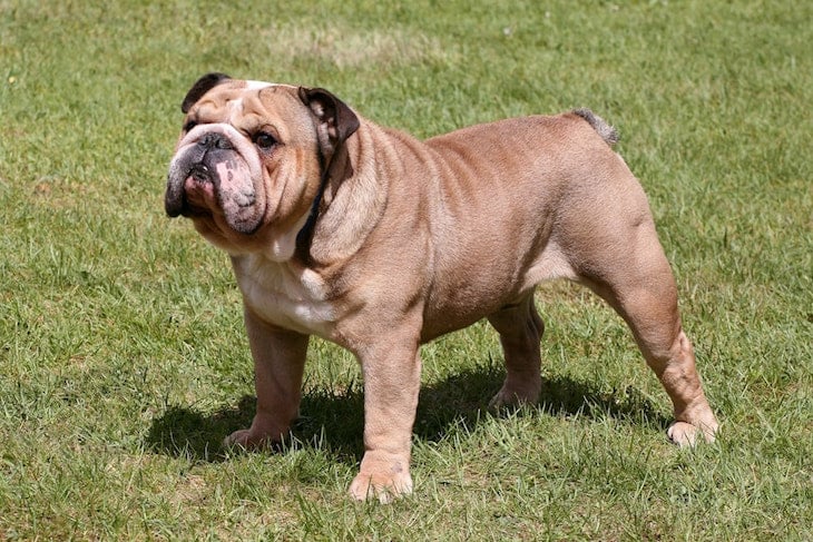 Photo of Brown English Bulldog Outdoors in the Park
