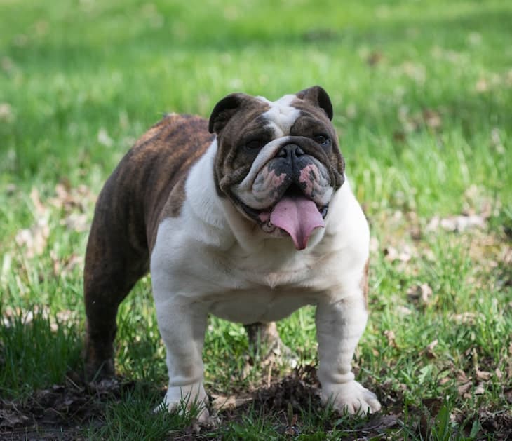 Photo of Brown and White English Bulldog Standing in Grass (Panting)