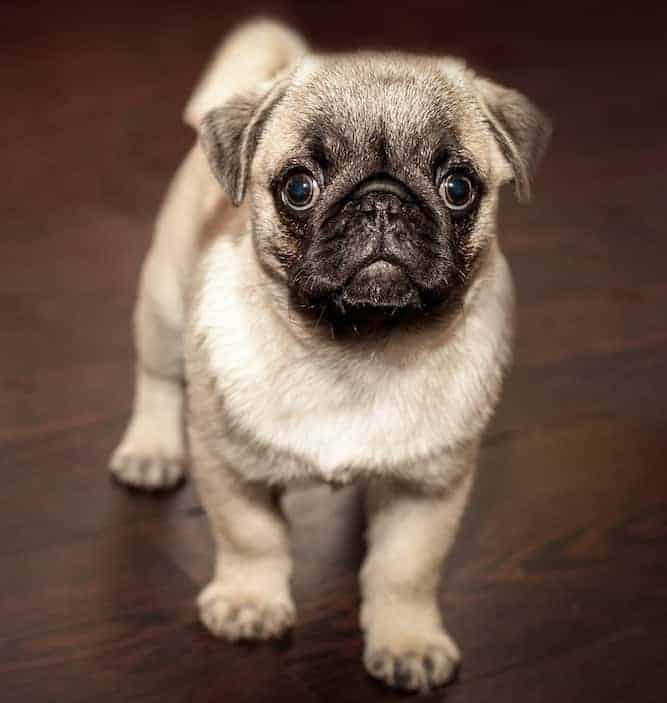 pug puppies price