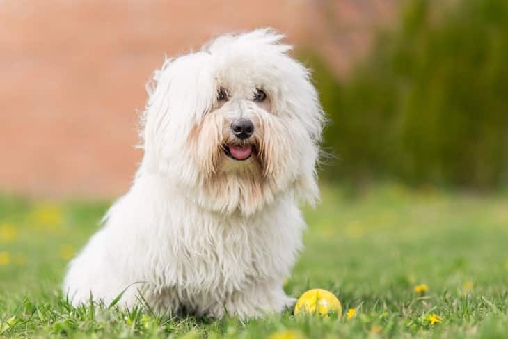 Coton De Tulear Sitting upright on the Lawn