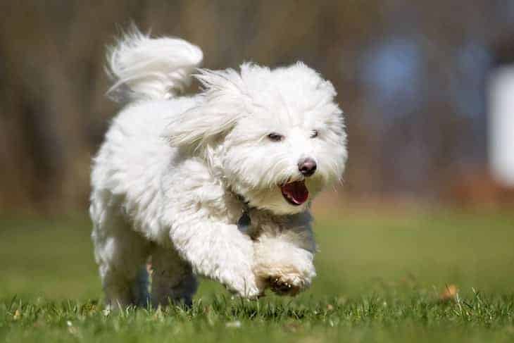 Dog breed coton hot sale de tulear cost