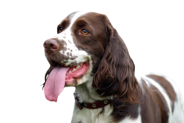 are springer spaniels affectionate