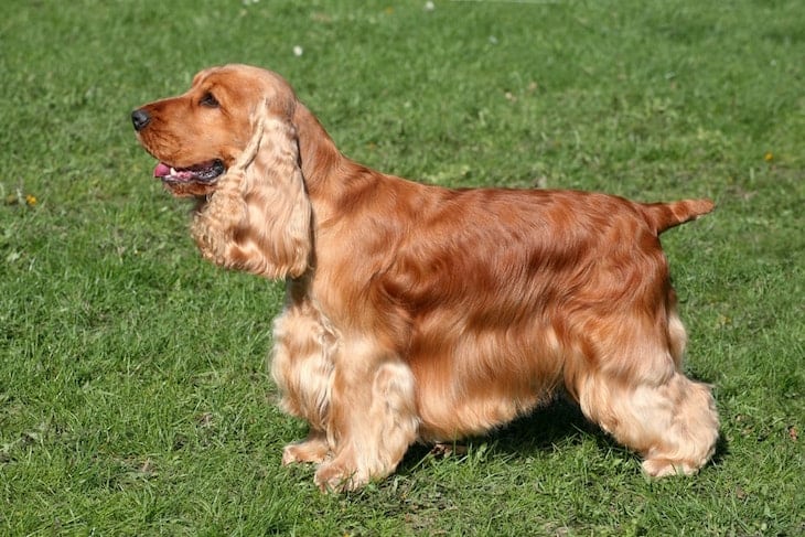 Photo of a Happy Groomed Brown English Cocker Spaniel Outside in Park