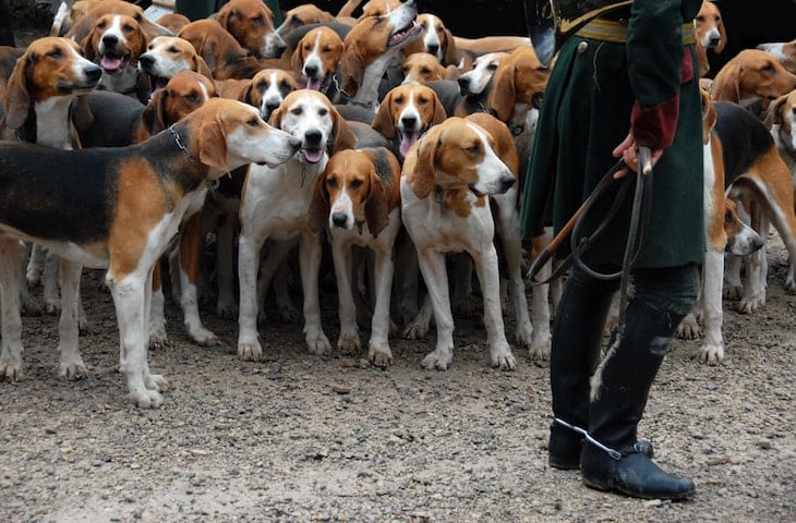 A Pack of English Foxhounds Ready for Hunt