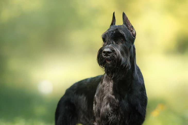 Giant Schnauzer price