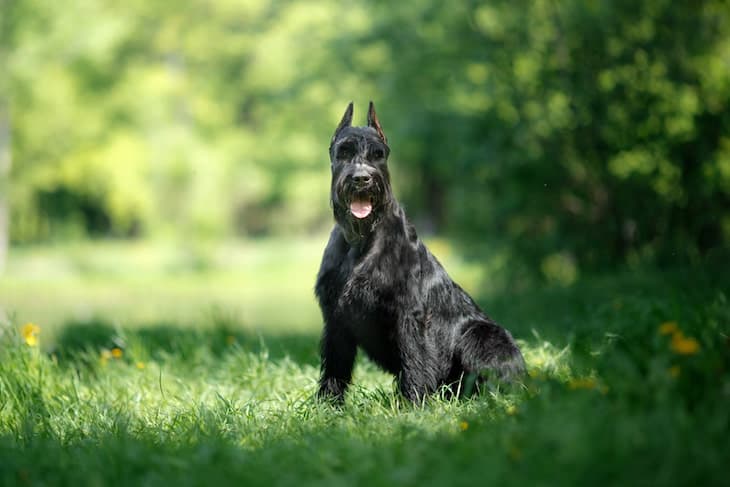 Photo of a Giant Schnauzer Sitting Among Bushes |  Powerful Temperament